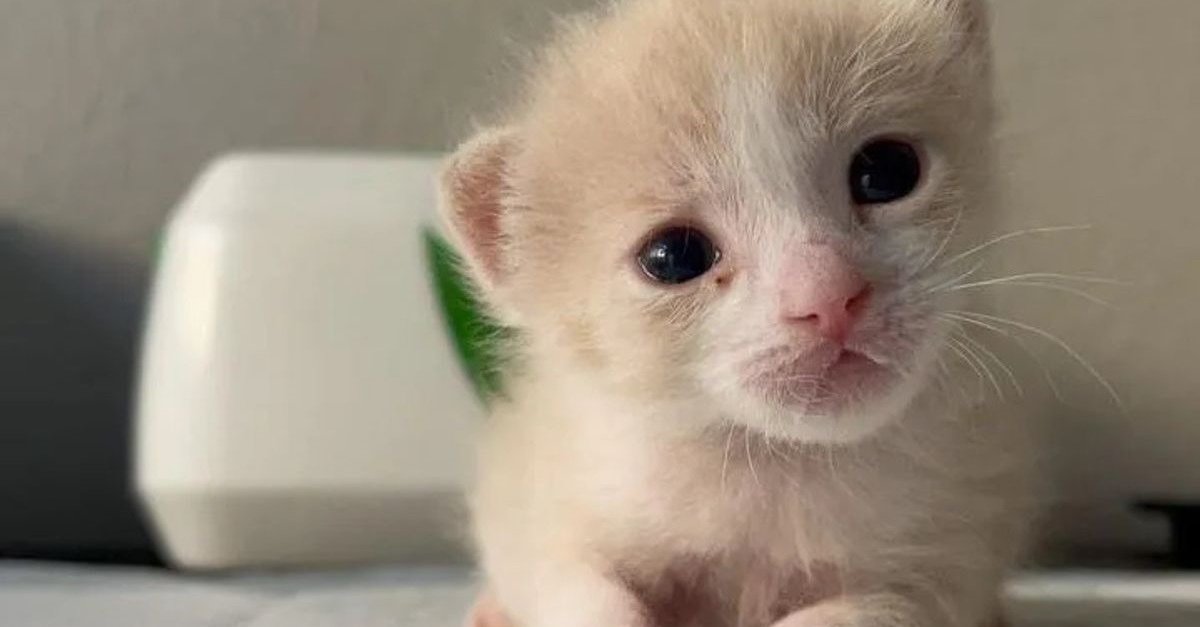 Seul Rescape De Sa Portee Ce Chaton Delaisse Par Sa Mere Se Bat De Toutes Ses Forces Pour Survivre Et Grandir