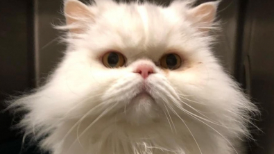 Illustration : L'annonce hilarante d'un café pour chats sur Instagram permet à ce chat grincheux d'être adopté