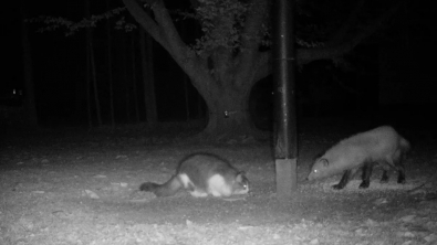 Illustration : L'étrange disparition d'un chat aperçu 2 mois plus tard avec un renard sur une caméra de surveillance