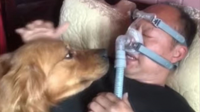 Illustration : Ce chien refuse de s’éloigner de son humain qui doit mettre un masque respiratoire pour dormir (vidéo)
