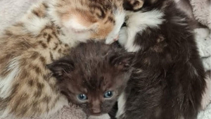 Illustration : "Une association au secours de 4 chatons abandonnés sur une aire de jeu en plein soleil"