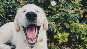 Illustration : "15 photos de chiens et chats qui n'ont qu'un seul but : booster votre bonne humeur"