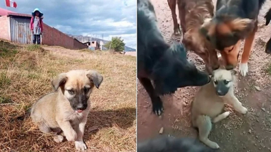 Illustration : "Traumatisé par son abandon, l'unique chiot d'un refuge reçoit un accueil chaleureux de la part des pensionnaires (vidéo)"