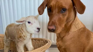 Illustration : "Une chienne sous son aile un agneau faible et rejeté par sa mère pour l’aider à survivre"