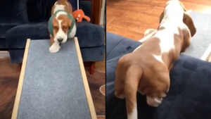 Illustration : "On a offert à ce chien Basset une rampe pour l’aider à accéder au canapé, mais lui préfère s’en servir autrement (vidéo)"