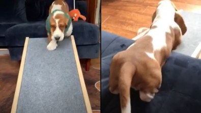 Illustration : On a offert à ce chien Basset une rampe pour l’aider à accéder au canapé, mais lui préfère s’en servir autrement (vidéo)