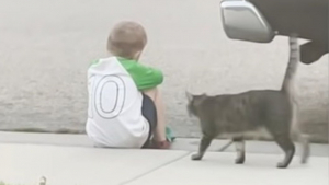 Illustration : "L’instant tendre et mignon où un chat vient consoler un petit garçon triste, assis seul dehors (vidéo)"