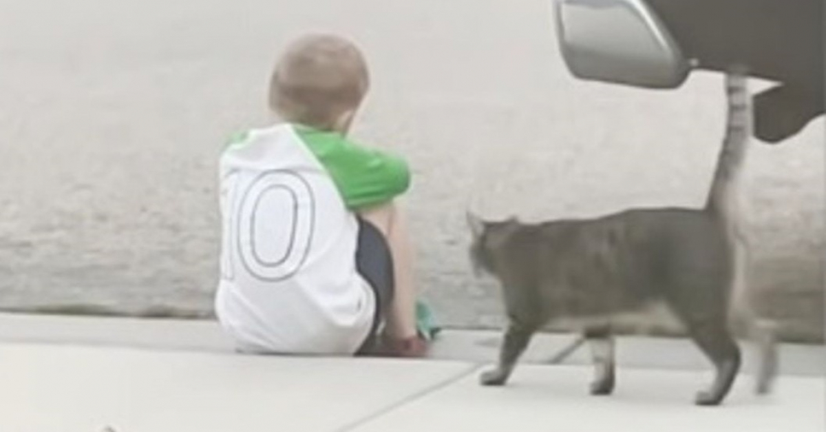 L’instant tendre et mignon où un chat vient consoler un petit garçon triste, assis seul dehors
