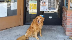 Illustration : "Les propriétaires d’une librairie nomment leur chienne comme gérante de l’établissement et lui donnent même son nom"