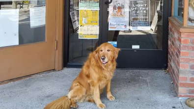 Illustration : "Les propriétaires d’une librairie nomment leur chienne comme gérante de l’établissement et lui donnent même son nom"