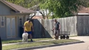 Illustration : "Le petit geste de ce voisin pour aider un chien senior à terminer sa balade a fait fondre des milliers de cœurs (vidéo)"