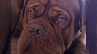 Illustration : Après avoir sauvé des dizaines de chiens, un Dogue de Bordeaux a besoin d’aide à son tour pour survivre
