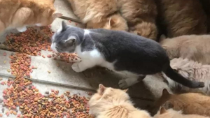 Illustration : "En achetant une ferme, ce couple prend une magnifique décision en apprenant qu’une quinzaine de chats y vivent"