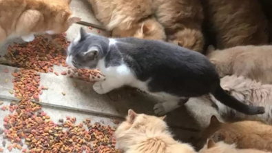 Illustration : En achetant une ferme, ce couple prend une magnifique décision en apprenant qu’une quinzaine de chats y vivent