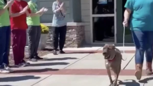 Illustration : "Un chien a droit à une haie d’honneur à sa sortie du refuge dont il était le plus ancien pensionnaire (vidéo)"