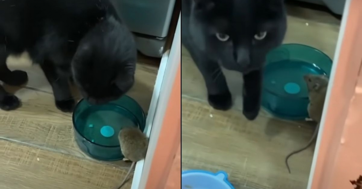 Un Chat Devient Le Meilleur Ami De La Souris Qu Il Etait Cense Chasser Video