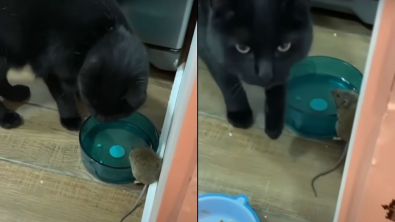 Illustration : Un chat devient le meilleur ami de la souris qu’il était censé chasser (vidéo)