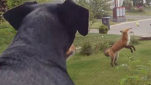 Illustration : "Un chien découvre dans son jardin un renard en train de jouer avec sa balle préférée (vidéo)"