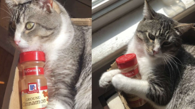 Illustration : "Vidéo : un chat devient obsédé par une bouteille de cannelle vide et en fait son jouet préféré !"