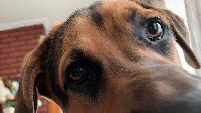Illustration : 20 photos de chiens ayant un regard très expressif