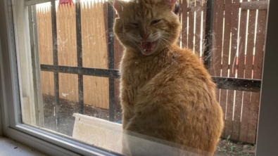 Illustration : "Un chat errant et malade demande de l'aide à la famille qui le nourrit tous les jours (vidéo)"