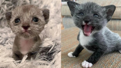 Illustration : Né prématurément et délaissé par sa mère, ce chaton est doté d'un courage à toute épreuve