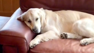 Illustration : "Le rituel adorable d'un chien Golden Retriever demandant à son adoptante de lui tenir la patte avant sa sieste (vidéo)"