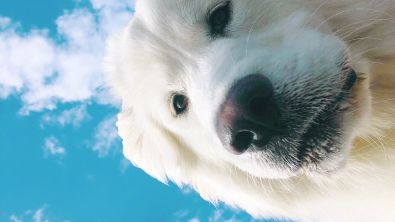 Illustration : 16 photos irrésistibles de chiens vus d'en bas