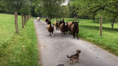 Illustration : "Malgré sa petite taille, cette chienne accomplit son rôle de bergère avec une maîtrise et une énergie remarquables (vidéo)"