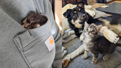 Illustration : "Bénévoles, chats et chiens d'un même foyer se relaient pour aider un minuscule chaton malade à remonter la pente"