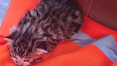 Illustration : Le destin miraculeux d'un chaton abandonné dans un carton qui risquait de passer à la broyeuse