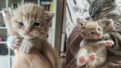 Illustration : Un chaton orphelin en mal d'amour trouve du réconfort dans les pattes d'une chatte au grand coeur