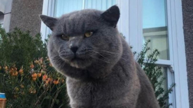 Illustration : Connu et apprécié de ses voisins, ce chat vadrouilleur devient la mascotte du quartier !