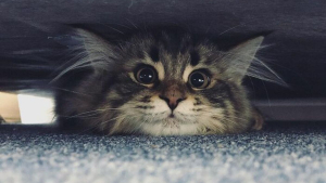 Illustration : "20 photos d'un chat faisant sensation sur Internet grâce à ses expressions faciales drôles et mignonnes"