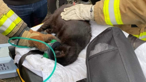 Illustration : "Pompiers et bénévoles unissent leurs forces pour sauver 100 chats piégés à l'intérieur d'une maison en flammes "