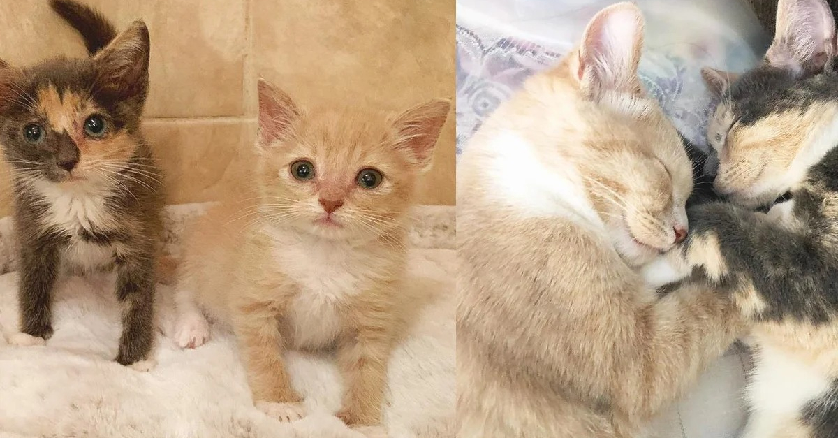 Infestés de puces, maigres et malades, ces chatons orphelins trouvent du réconfort au sein d