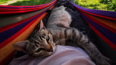 Illustration : 9 photos de chats et de chiens qui rempliront de joie votre coeur