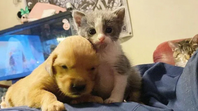 Illustration : "Un chaton et un chiot orphelins découverts dans la rue nouent une merveilleuse relation "