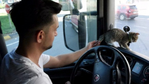 Illustration : "Jeté par un automobiliste, ce chaton devient le compagnon de voyage d'un routier"