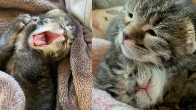 Illustration : Ces chatons nouveau-nés se donnent mutuellement du courage et font preuve d'une volonté de vivre admirable