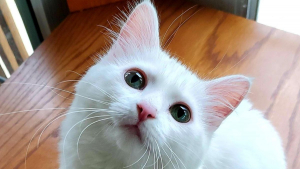 Illustration : "15 jolies photos qui combleront de bonheur les amoureux des chats"