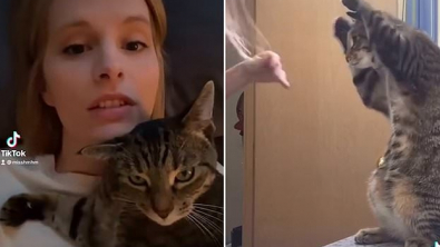Illustration : "Un chat fait sensation sur TikTok en « imitant » son adoptante qui se coiffe (vidéo)"