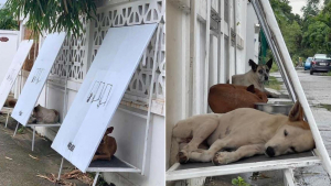 Illustration : "Ils construisent des abris à partir de panneaux d'affichage inutilisés pour protéger les chiens errants"