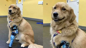 Illustration : "La photo émouvante d'un Golden Retriever à 3 pattes posant fièrement devant l'objectif avec sa nouvelle prothèse"