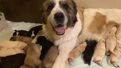 Illustration : L'amour inconditionnel d'une chienne Saint-Bernard adoptant 6 orphelins après avoir donné naissance à 11 chiots
