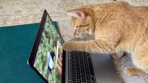 Illustration : "Accro aux vidéos d'oiseaux, ce chat se rend tous les jours chez sa voisine pour s'installer devant son ordinateur !"