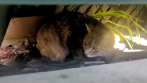 Illustration : "Une chatte errante sacrifie son bien-être et son confort pour protéger ses chatons des intempéries (vidéo)"