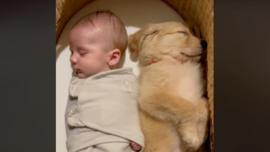 Illustration : La vidéo attendrissante d'un bébé endormi à côté d'un chiot montre à quel point ils sont déjà liés