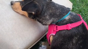 Illustration : "La réaction émouvante d'une chienne découvrant pour la première fois de sa vie un coussin (vidéo)"