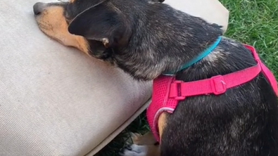 Illustration : La réaction émouvante d'une chienne découvrant pour la première fois de sa vie un coussin (vidéo)